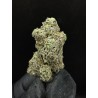 Sweedz Exotica Flower JordanZ