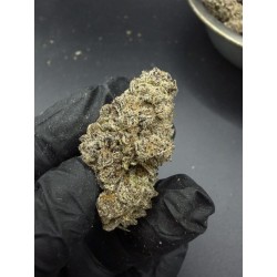 Lemon Orange Exotica | ซาติว่า THC 28%