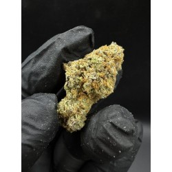 Siam Brandy Exotica | ไฮบริดซาติว่า THC 28%