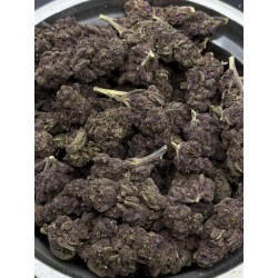 Apple Jelly Mid Grade | ไฮบริดซาติว่า กรุงเทพฯ