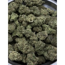 Orange Ice Cream Mid Grade | ไฮบริดอินดิก้า กรุงเทพฯ