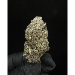 Sweedz Flowers Exotica Tropical Rainbow