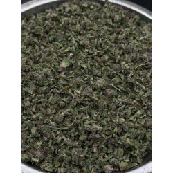 Frisian Dew Trim | ไฮบริด กรุงเทพฯ