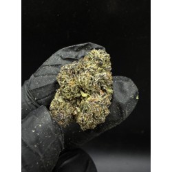 Goofiez Exotica | ไฮบริด THC 27% กรุงเทพฯ
