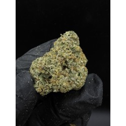 Lemon Cherry Martini Exotica | ไฮบริดซาติว่า THC 29%