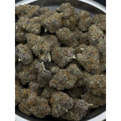 Dracula Exotica | ดอกกัญชาอินดิก้า 28% THC กลิ่นกระเทียมและเบอร์รี่