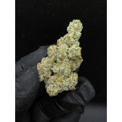 Lemon Banana Mints Exotica | ดอกกัญชาอินดิก้า 30% THC กลิ่นกล้วยและครีม