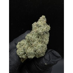Miso Exotica | ดอกกัญชาไฮบริด 31% THC กลิ่นมะนาวและสมุนไพร