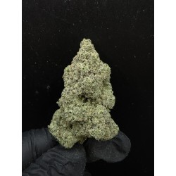 Sweedz Flowers Exotica Miso