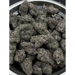 Subzero Cherry Bomb Exotica | ดอกกัญชาไฮบริด 30% THC กลิ่นเชอร์รี่