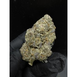 Cherry Inferno Top Shelf | ดอกกัญชาไฮบริด 24% THC กลิ่นเบอร์รี่และองุ่น