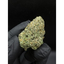 Honey Cream Top Shelf | ดอกกัญชาอินดิก้า 22% THC กลิ่นครีมและน้ำผึ้ง