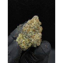 MAC V2 Top Shelf | ดอกกัญชาไฮบริด 24% THC กลิ่นดีเซลและส้ม