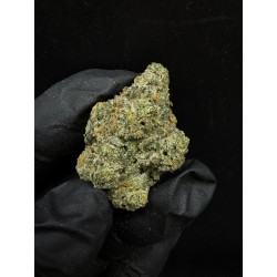 Jealousy | กัญชา Top Shelf Hybrid - THC 22%