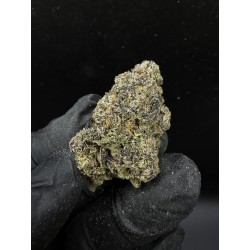 Blue Razz Top Shelf | ดอกกัญชาไฮบริดอินดิก้า 24% THC กลิ่นบลูเบอร์รี่ | ส่งในกรุงเทพ