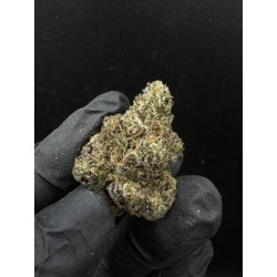 Apricot Stomper Exotica | ดอกกัญชาไฮบริดอินดิก้า 30% THC | ส่งในกรุงเทพ