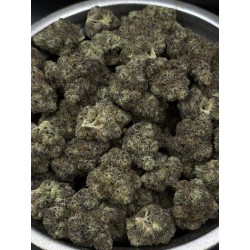 Apricot Stomper Exotica | ดอกกัญชาไฮบริดอินดิก้า 30% THC | ส่งในกรุงเทพ
