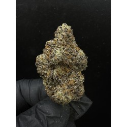 Sweedz Flowers Exotica Apricot Stomper