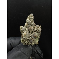 Sweedz Flowers Exotica Blackout Cherries