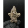 Sweedz Flowers Exotica Blockberry